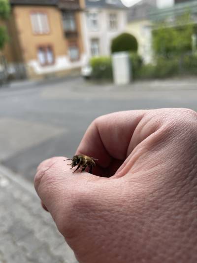 Honey Bees make everything better